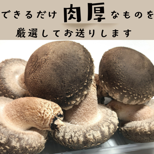 福島県産 原木生しいたけ 特秀品 800g(200g×4p) | 新地町 国産 しいたけ 椎茸 肉厚 きのこ きのこ類 原木栽培 農家直送 産地直送 お取り寄せ